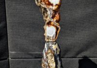 Agatized Coral on Brazilian Agate with Druzy geode.